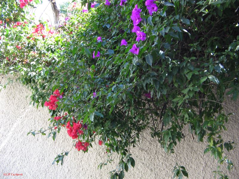 20_3  Coyoacan  078.jpg