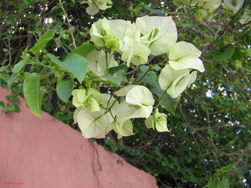 20_3  Coyoacan  082.jpg