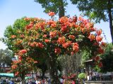 20_3  Coyoacan  030.jpg
