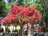 20_3  Coyoacan  031.jpg