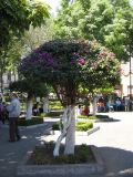 20_3  Coyoacan  036.jpg