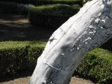 20_3  Coyoacan  046.jpg