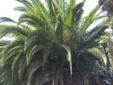 20_3  Coyoacan  070.jpg