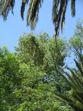 20_3  Coyoacan  071.jpg