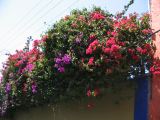 20_3  Coyoacan  077.jpg