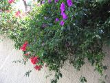 20_3  Coyoacan  078.jpg