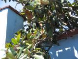 20_3  Coyoacan  081.jpg
