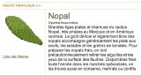 B-Nopal