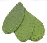 B-nopal3