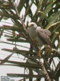 Oiseau 1