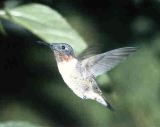 Oiseau 2