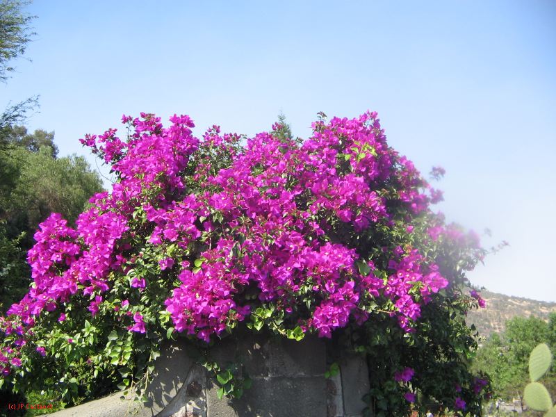 19_3 Guadaloupe  063.jpg