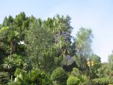 19_3 Guadaloupe  037.jpg