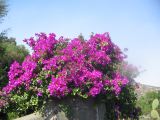 19_3 Guadaloupe  063.jpg