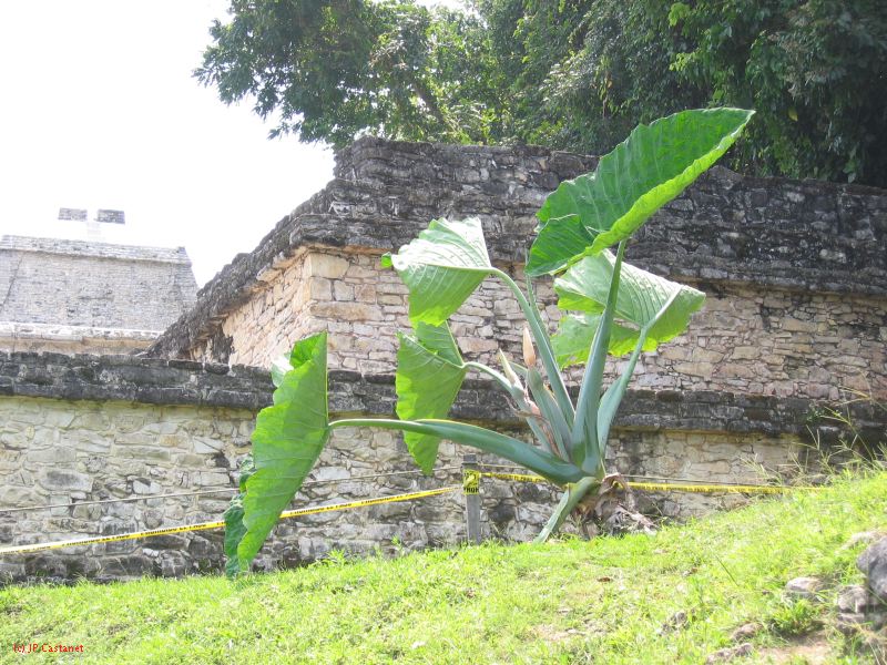 23_3 Site Pallenque  015.jpg