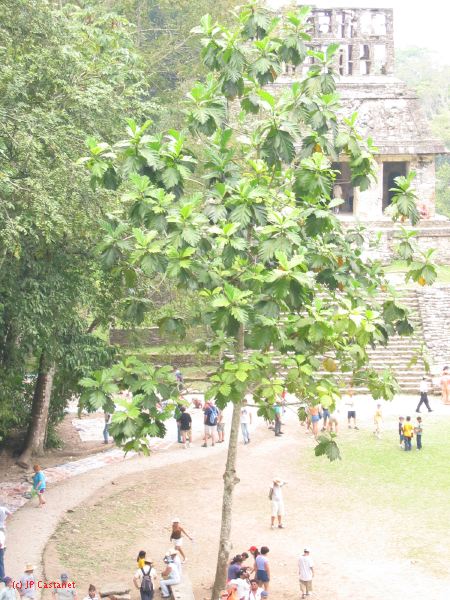 23_3 Site Pallenque  153.jpg