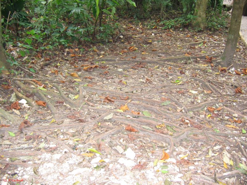 23_3 Site Pallenque  166.jpg