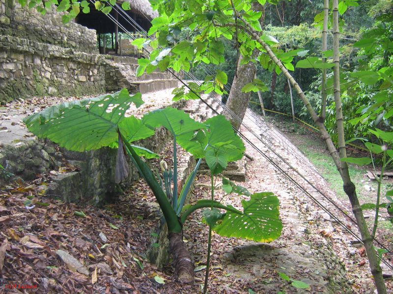 23_3 Site Pallenque  169.jpg