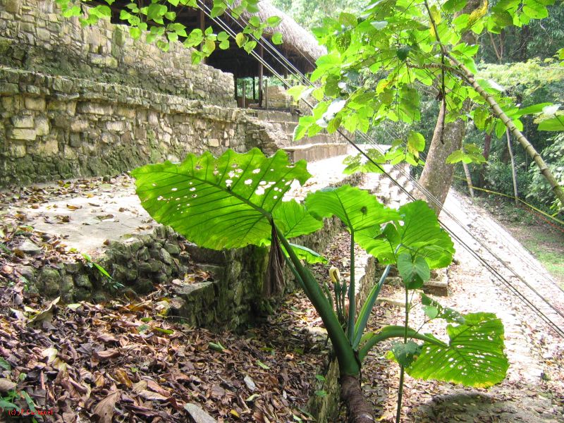 23_3 Site Pallenque  170.jpg