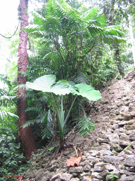 23_3 Site Pallenque  192.jpg