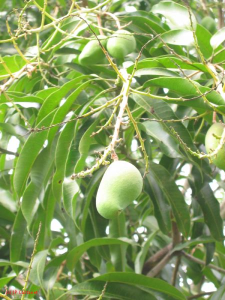 23_3 Site Pallenque  222.jpg