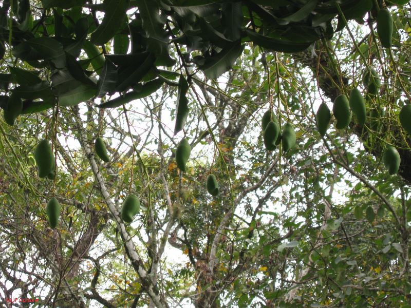 23_3 Site Pallenque  223.jpg