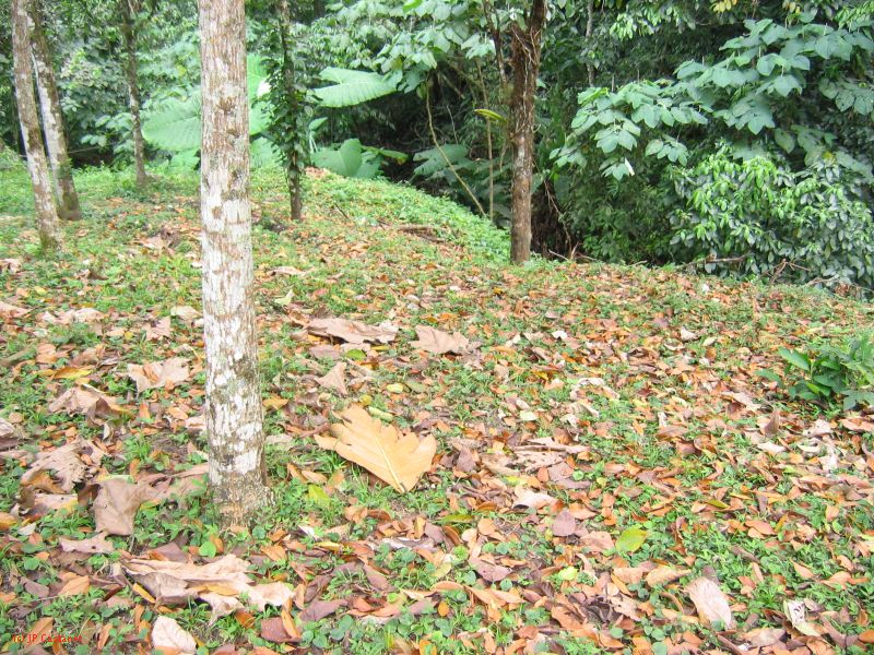 23_3 Site Pallenque  226.jpg
