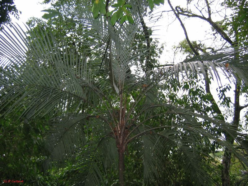 23_3 Site Pallenque  233.jpg