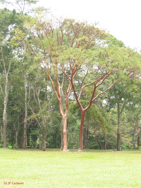 23_3 Site Pallenque  038.jpg