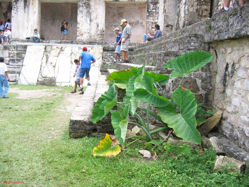 23_3 Site Pallenque  077.jpg