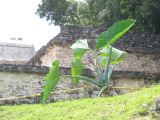 23_3 Site Pallenque  015.jpg