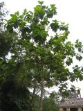 23_3 Site Pallenque  154.jpg