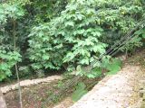 23_3 Site Pallenque  179.jpg
