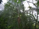 23_3 Site Pallenque  233.jpg