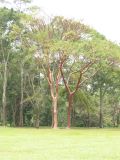 23_3 Site Pallenque  038.jpg