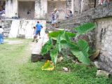 23_3 Site Pallenque  077.jpg
