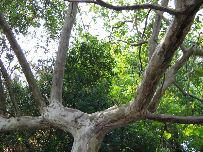 palenque  013.JPG