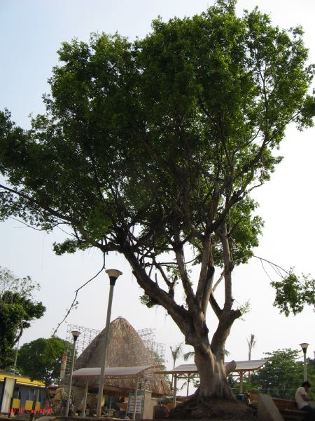 palenque  003.JPG