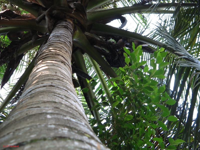 palenque  028.JPG
