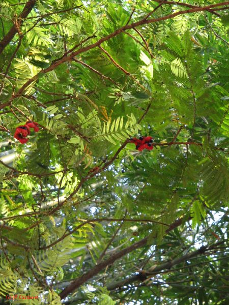 palenque  050.JPG