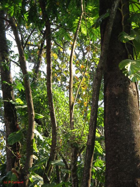 palenque  051.JPG