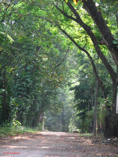palenque  052.JPG