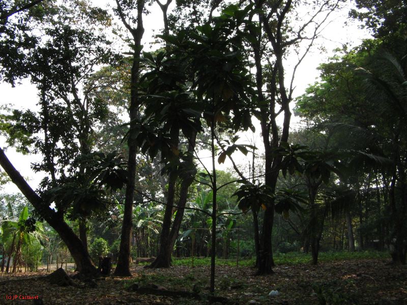 palenque  053.JPG