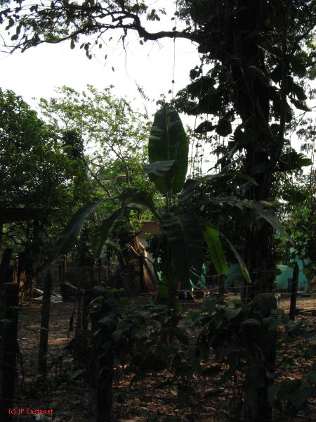 palenque  054.JPG