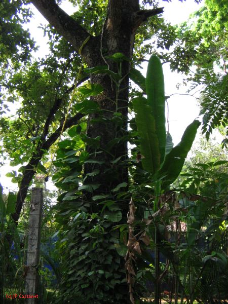 palenque  055.JPG