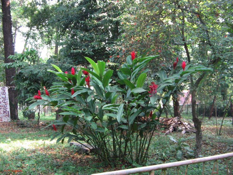 palenque  057.JPG