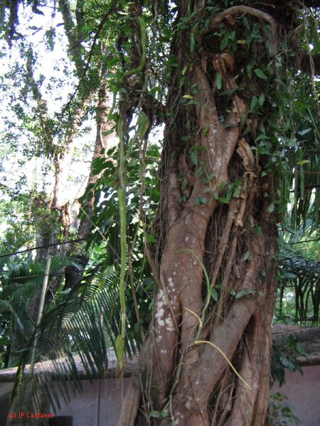 palenque  065.JPG