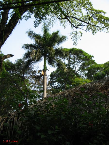 palenque  067.JPG