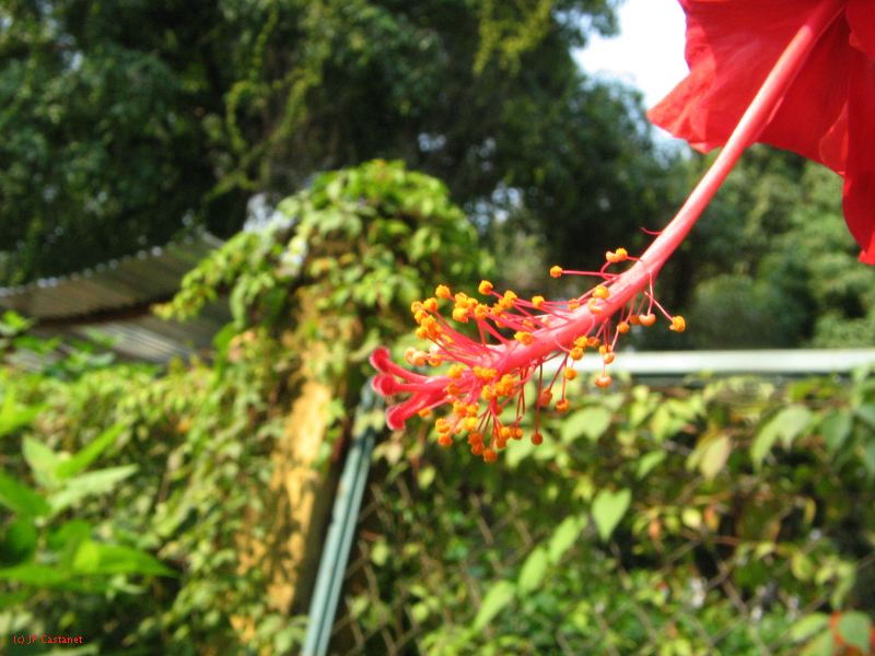 palenque  073.JPG