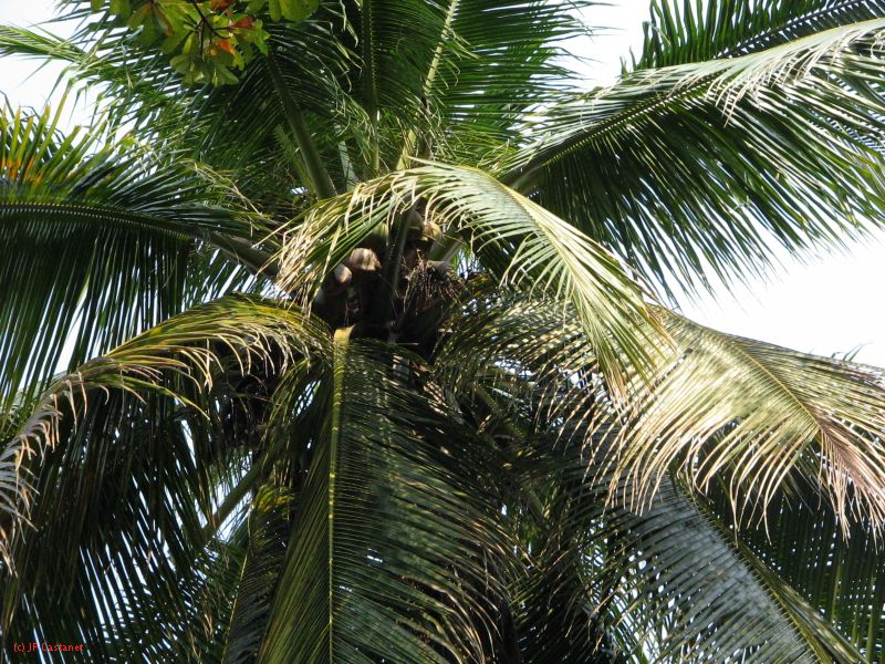 palenque  078.JPG